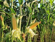 Кукуруза с чалом