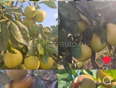САЖЕНЦЫ