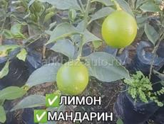 САЖЕНЦЫ