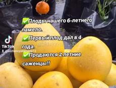 САЖЕНЦЫ