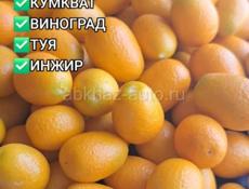 САЖЕНЦЫ