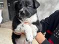 Отдам собачку в добрые руки 