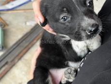 Отдам собачку в добрые руки