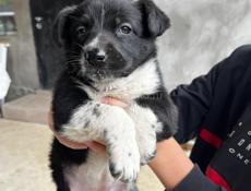 Отдам собачку в добрые руки 