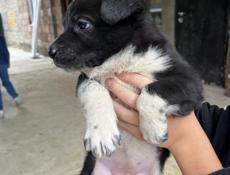 Отдам собачку в добрые руки
