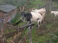 Продаются козы 
