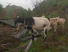 Продаются козы