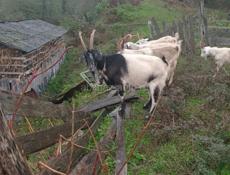 Продаются козы 