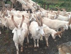 Продаются козы