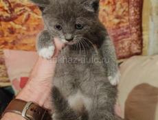 Нужна найти дом двум котятам (девочки)