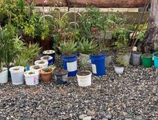 Цветы продам по дешевле 