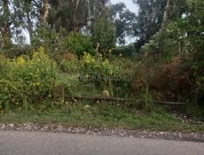 Продается участок !20 соток , Сухум !