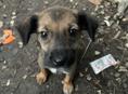 Бездомные щенята 