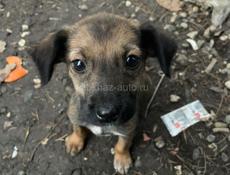 Бездомные щенята 