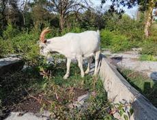 Продается козел с Илори р Очамчира все по телефону 