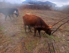 Продаю скот молодняк 