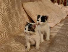 Возьмите пожалуйста котят 