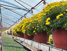 Цветы хризантема