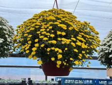 Цветы хризантема