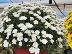 Цветы хризантема