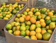 Куплю мандарин с дерева цена от 20 рублей