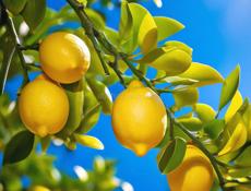 Продам лимоны и фейхоа