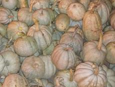 Продам тыкву местную 