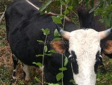 Продаётся бычок