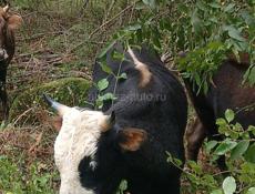 Продаётся бычок