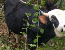 Продаётся бычок