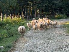 Продаю бараны 