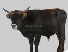 Продаю быка 