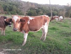 Продаётся телка в Гудауте 