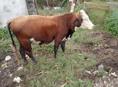Продаю быка 