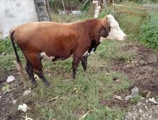 Продаю быка 