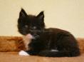 Отдам чудесного котёнка в добрые руки Обработан от блох и паразитов Чёрненький, с белыми ножками ( все четыре лапки )  И с Белой мордочкой Центральный рынок Звонить или писать на ватсап 7752026