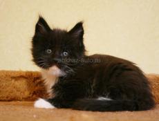 Отдам чудесного котёнка в добрые руки Обработан от блох и паразитов Чёрненький, с белыми ножками ( все четыре лапки )  И с Белой мордочкой Центральный рынок Звонить или писать на ватсап 7752026