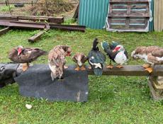 Продоётся индоутки 