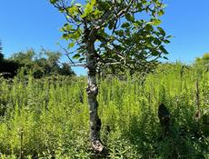 Агудзера! Земельный участок! Продажа ! Собственник!