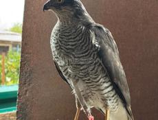 Продается ястреб