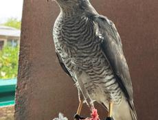 Продается ястреб