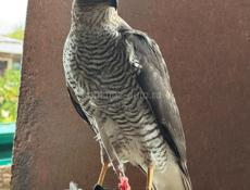 Продается ястреб 