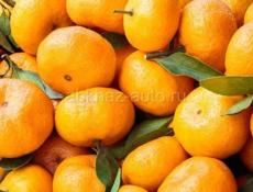 Продам мандарины,Колхида
