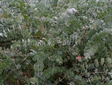 Эвкалипт серебристый