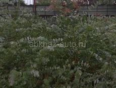 Эвкалипт серебристый