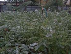 Эвкалипт серебристый