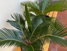 Саговник, Цикас