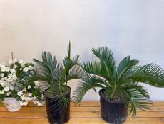 Саговник, Цикас