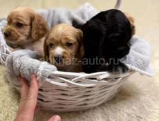 Щенки Спаниель 🌸🌸🌸🌸🌸🌸🌸🌸