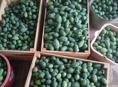 Продажа фейхоа